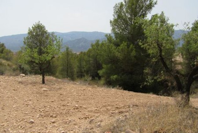 plot - Resale - Murcia -
                Murcia