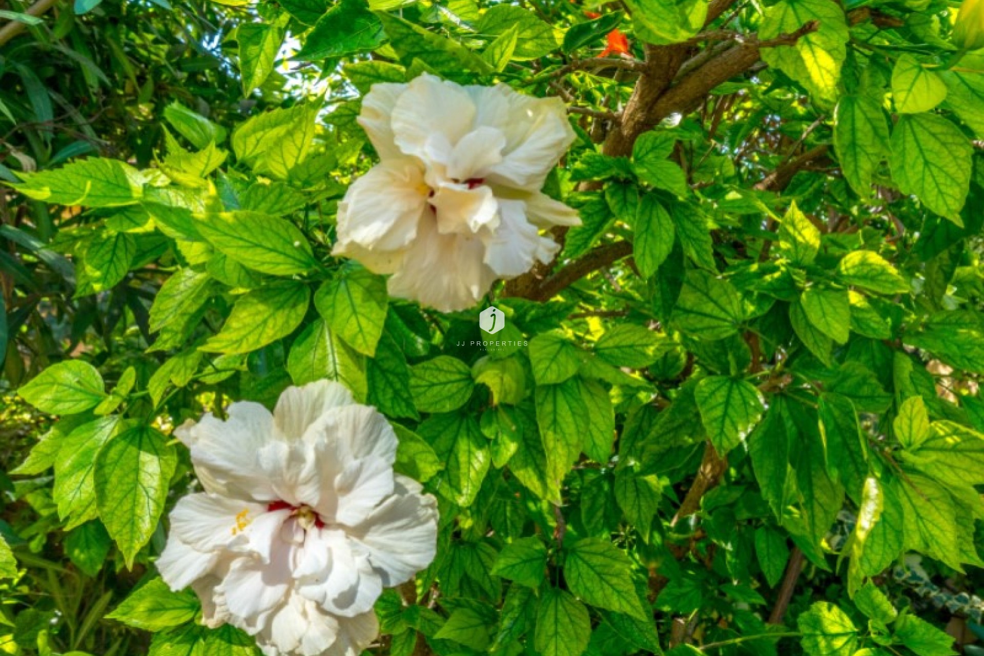 Segunda mano - Bungalow -
Torrevieja - Costa Blanca