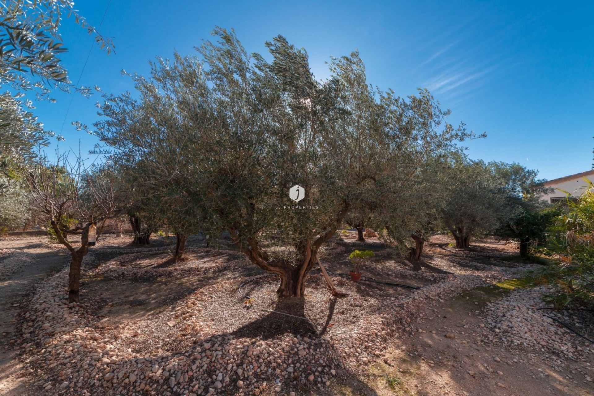 Segunda mano - Casa de campo -
Albatera - Inland
