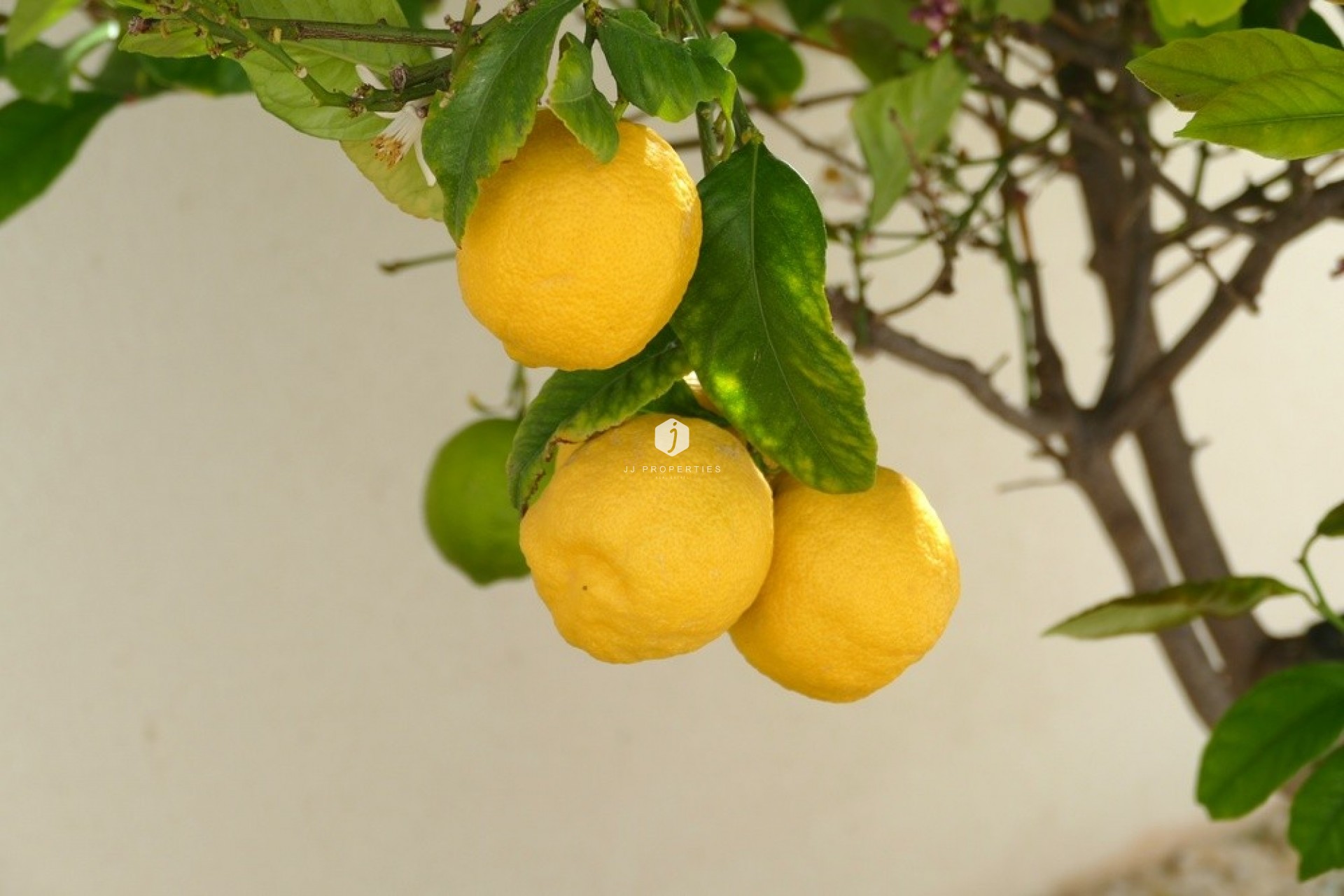 Tweedehands - Villa -
Benijofar - Costa Blanca