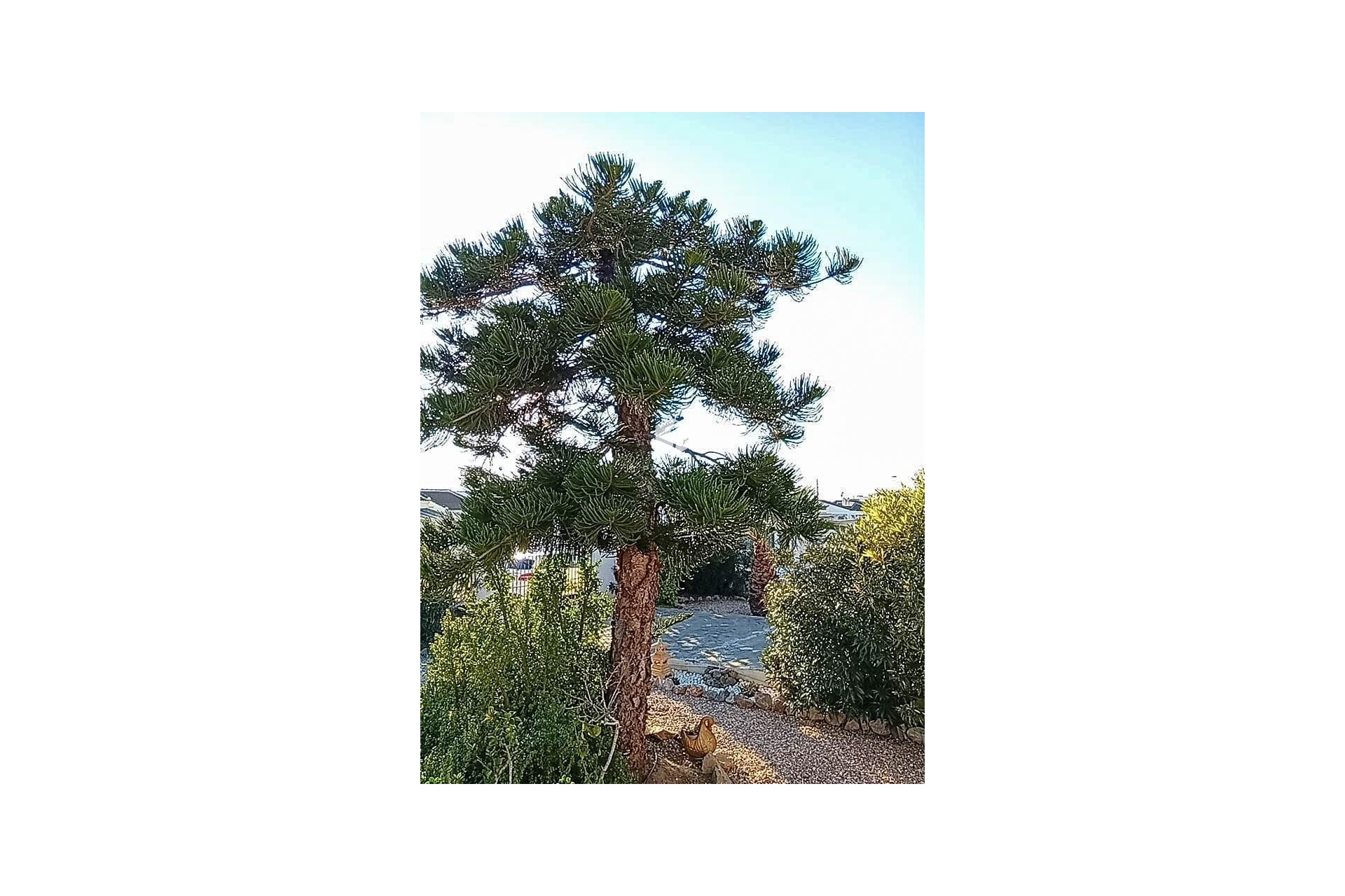 Z drugiej ręki - Villa -
Torrevieja - La siesta