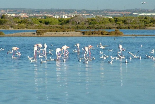 Nowy budynek - Szalet -
San Pedro del Pinatar - Pueblo