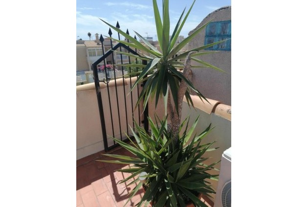 Resale - Penthouse -
Torrevieja - aguas nuevas