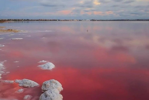 Nowy budynek - Bungalow -
Torrevieja - Lago Jardin