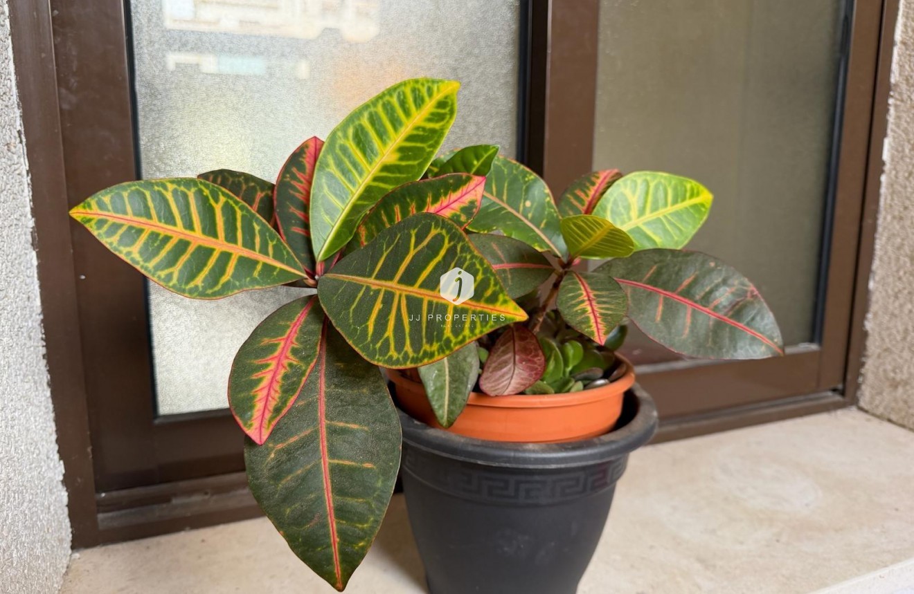 Segunda mano - Apartamento / piso -
Orihuela Costa - Las Ramblas