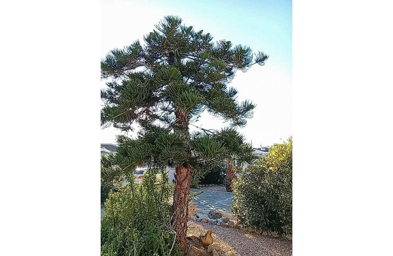 Segunda mano - Villa -
Torrevieja - La Siesta - El Salado - Torreta