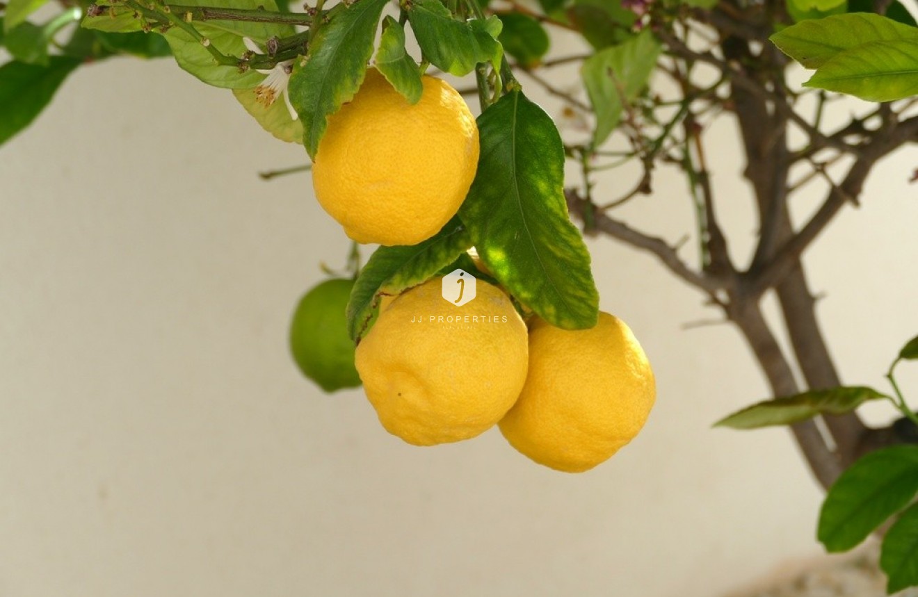 Resale - Villa -
Benijofar - Costa Blanca